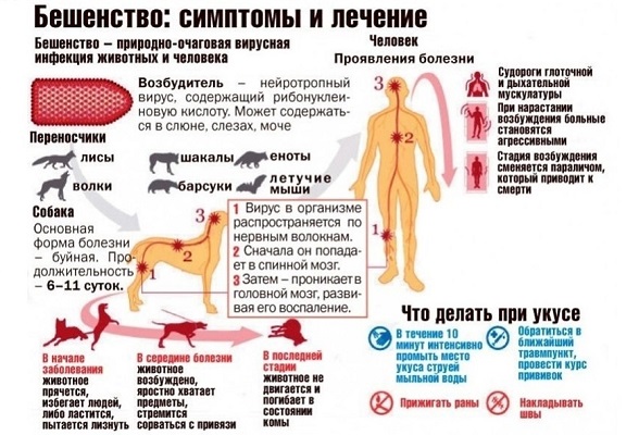 Памятка для населения «Бешенство: симптомы и лечение»